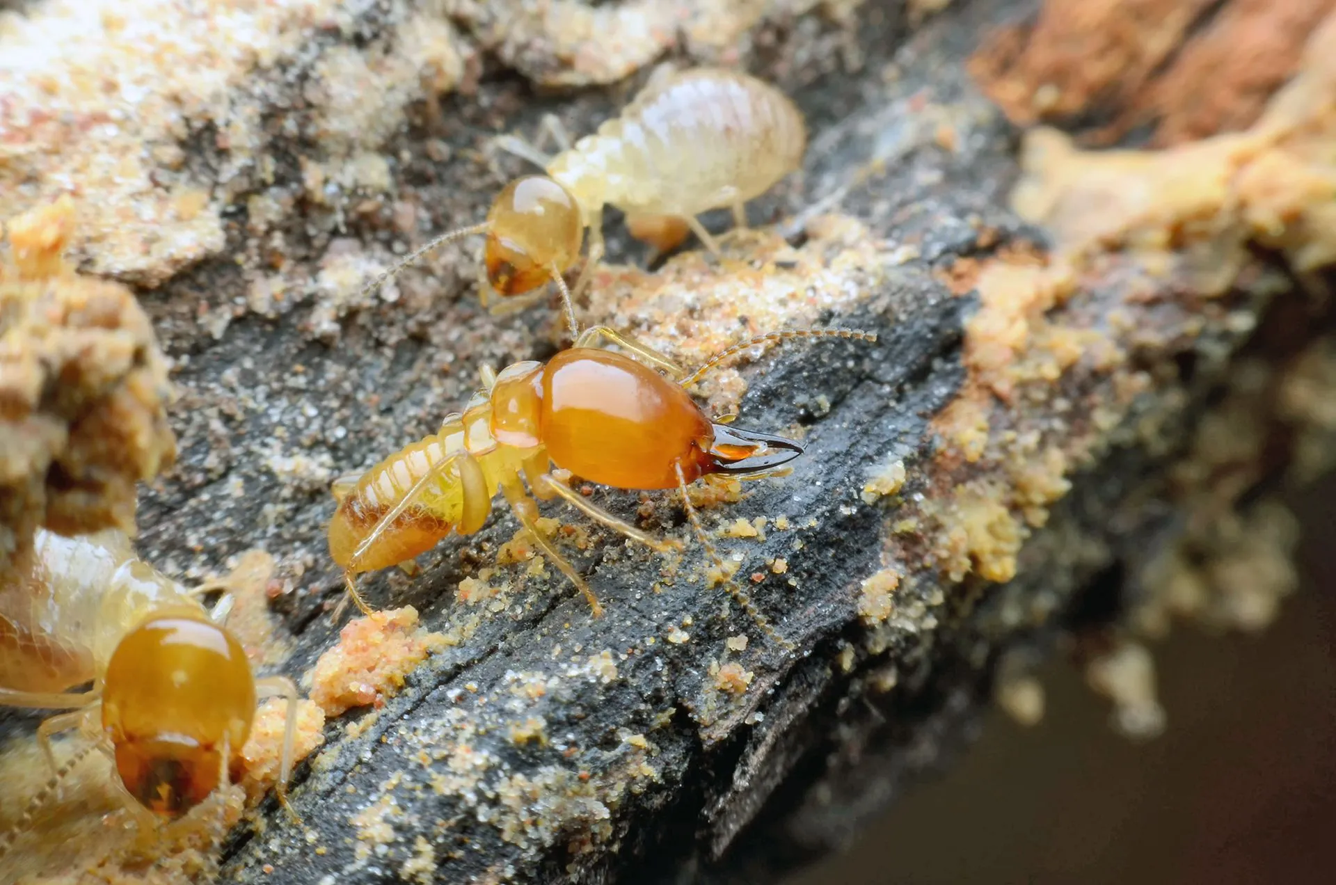 Termite Control