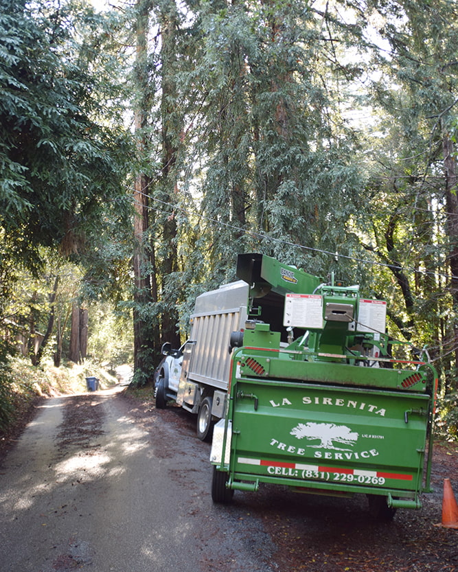 La Sirenita Tree Service Image