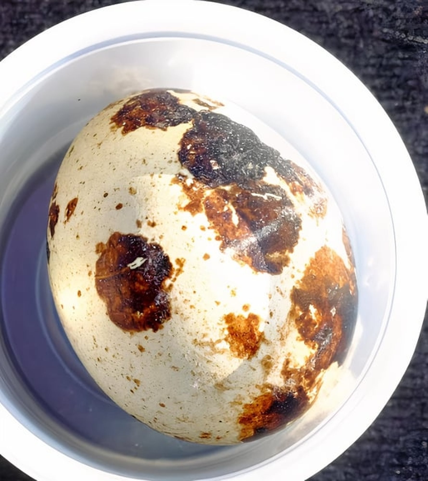 Quail Egg