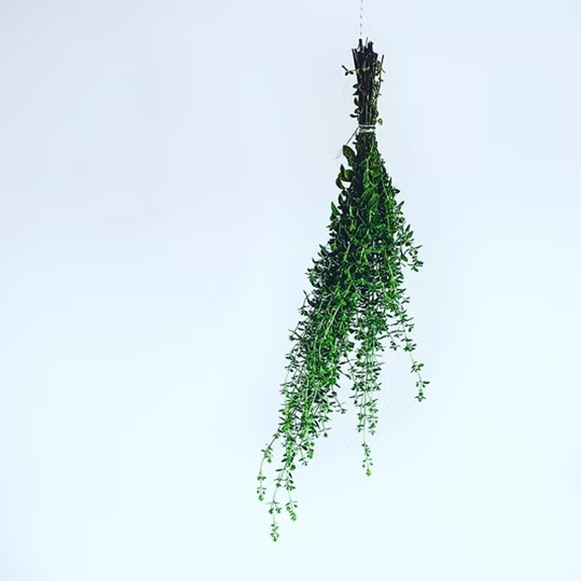 Oregano Olive Oil