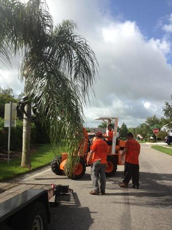 Images Deans Tree Services