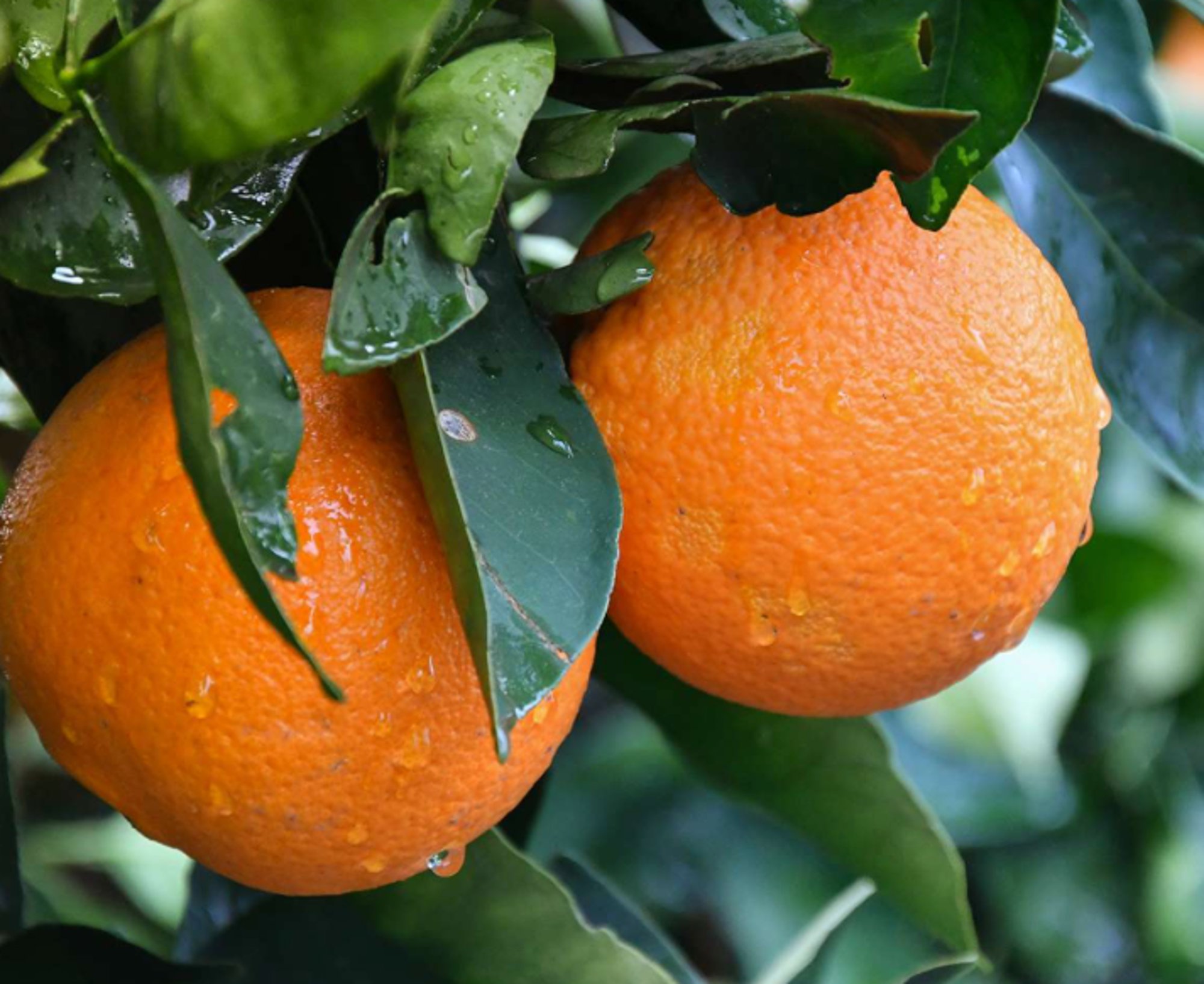 Orange Fruit Tea