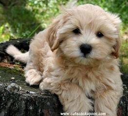 Cute Cockapoos Image