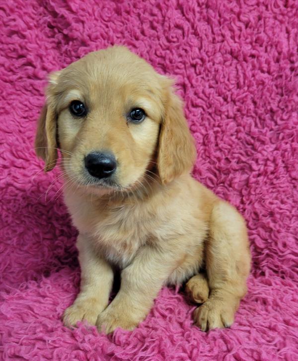 Select A Puppy, Inc. Image