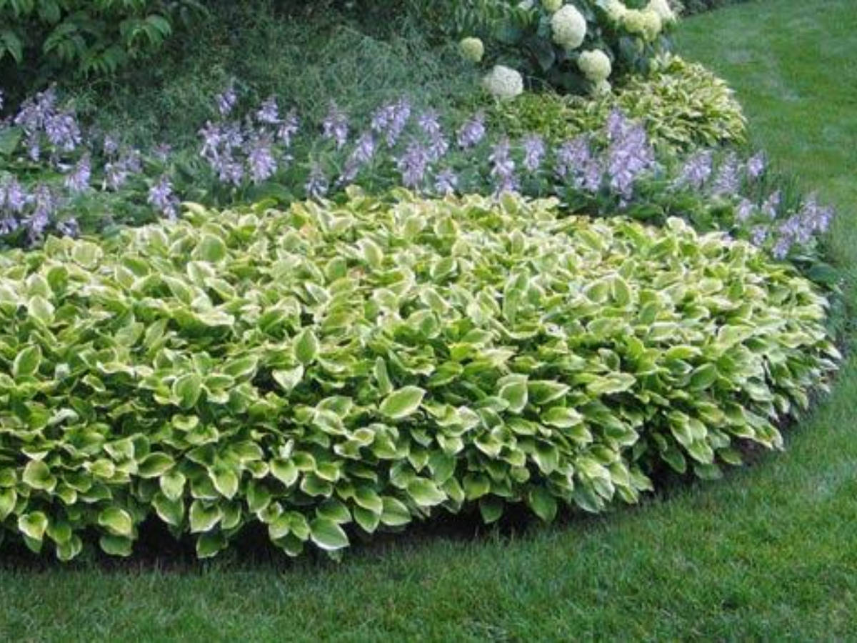 Golden Tiara Hosta