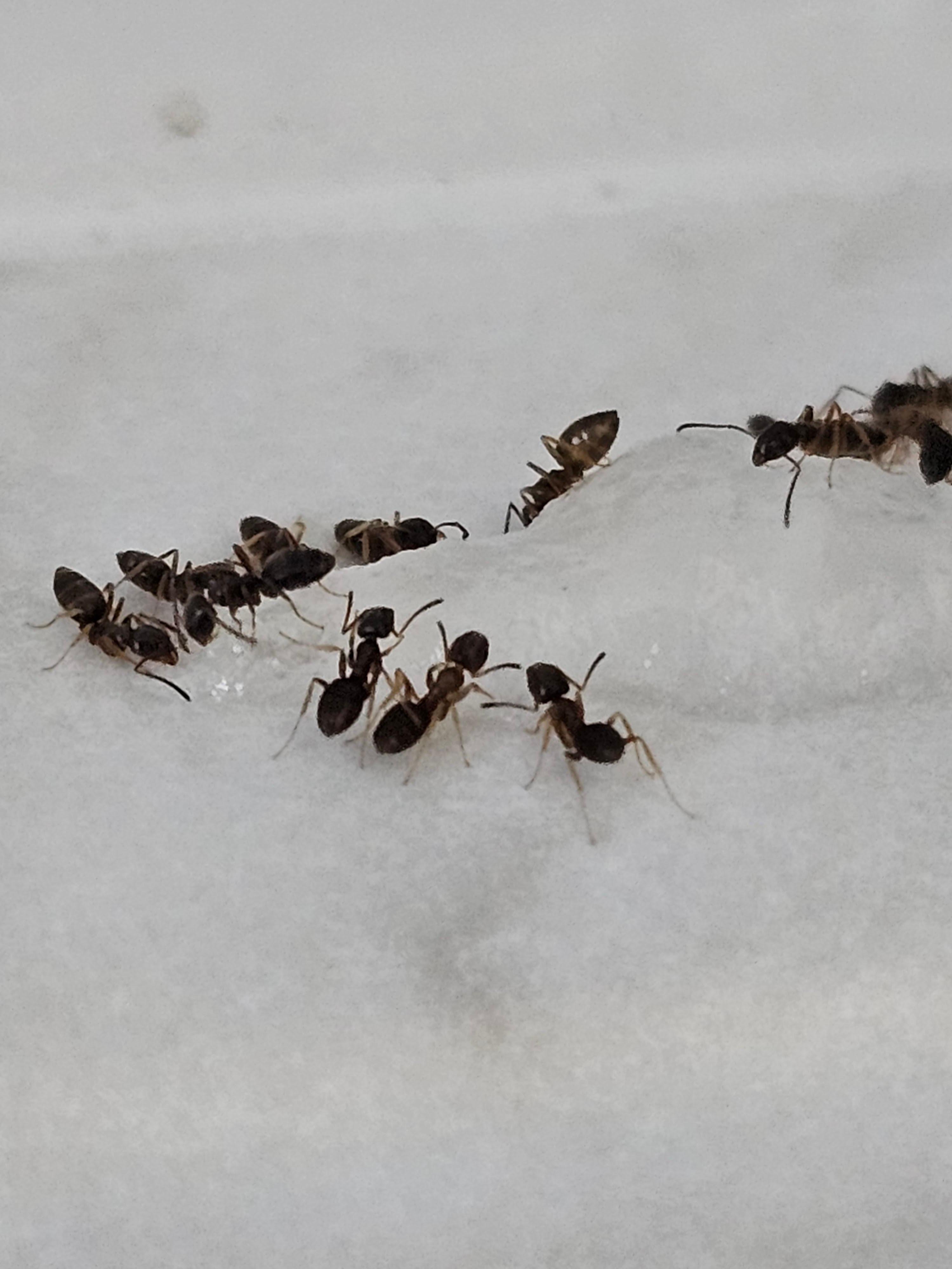 GreenShield Home & Pest Solutions - Richmond Image