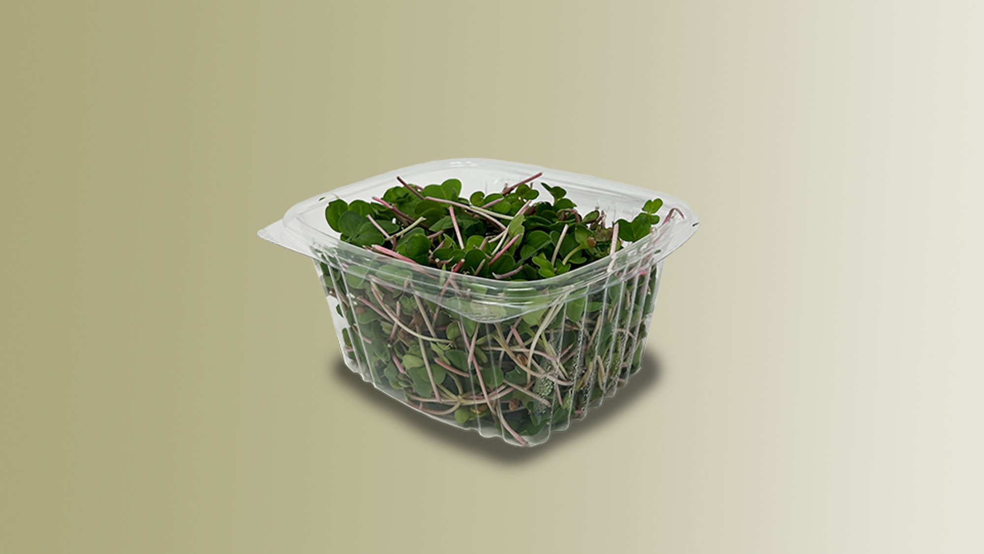 Radish Microgreens