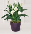 Calla Lily Plant