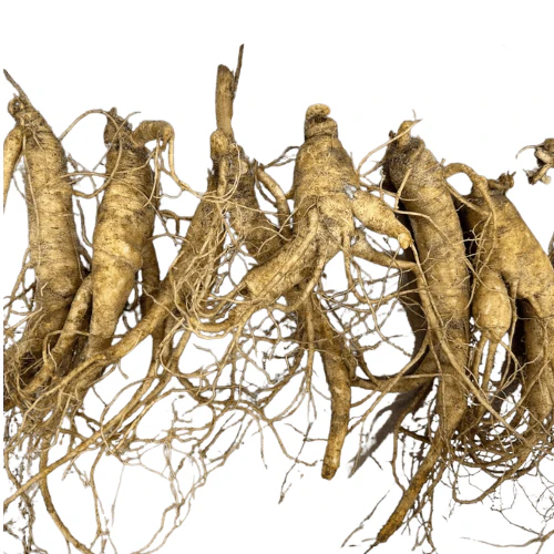 Ginseng Rootlets