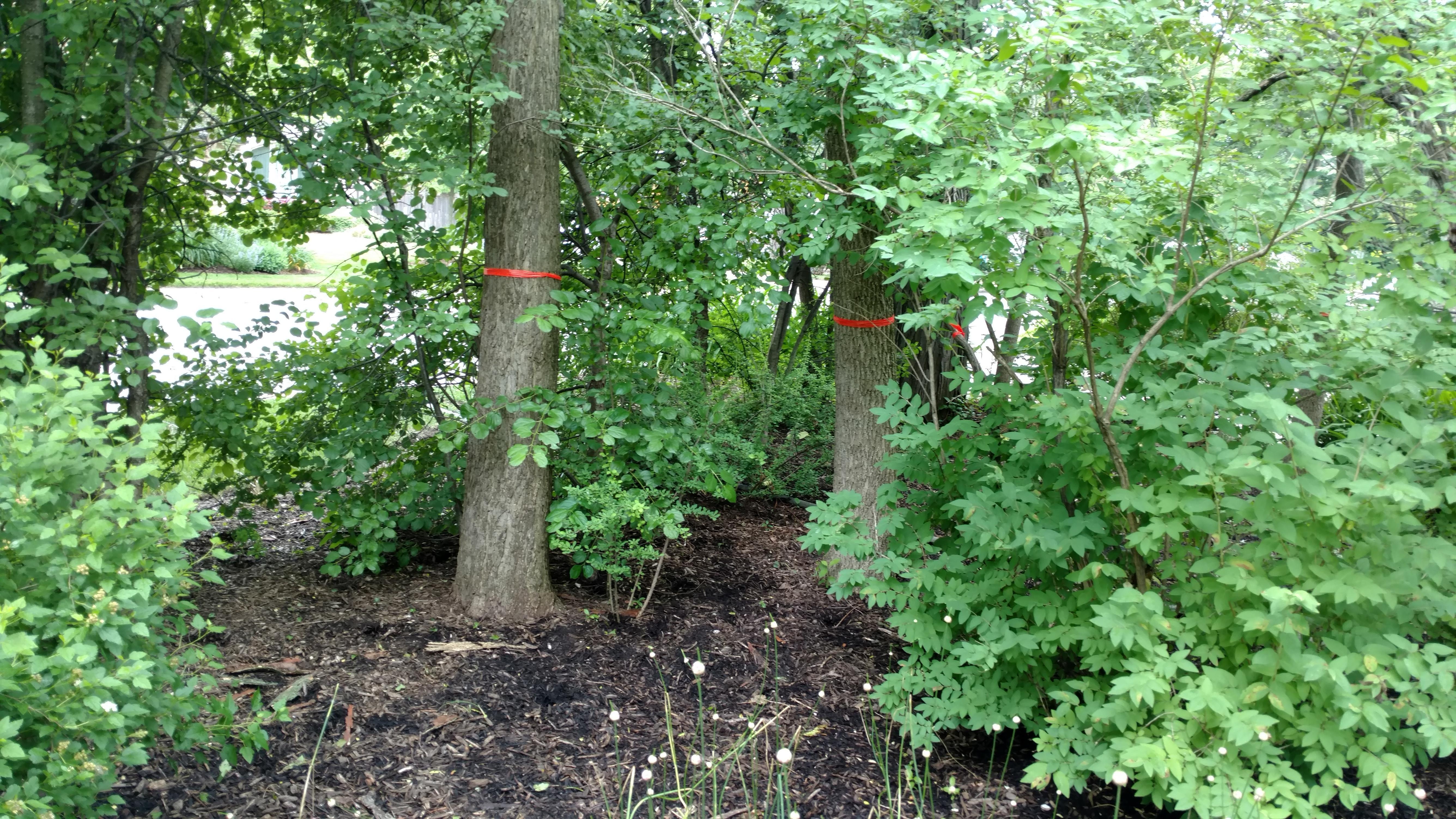 New Beginning Tree Service Company Image