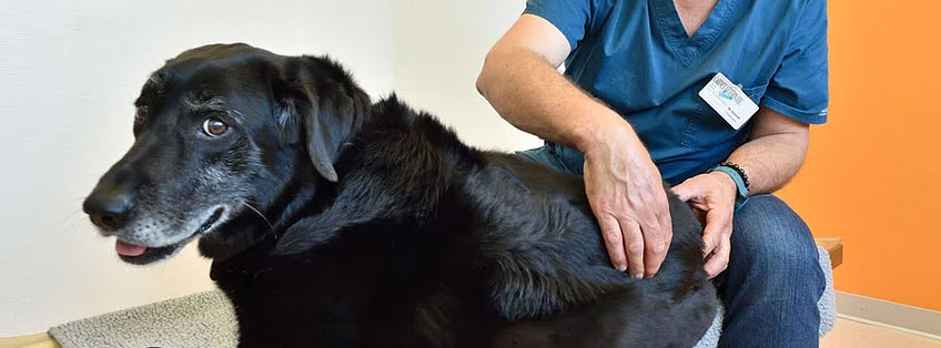 Ostéopathie animale