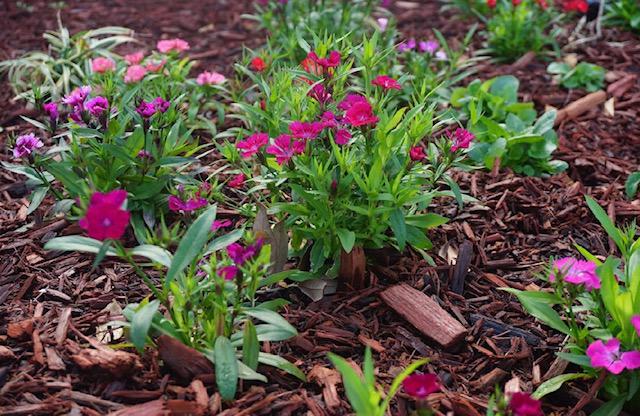 Images Sibrian Landscaping