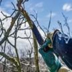 Carolina Tree Care Image