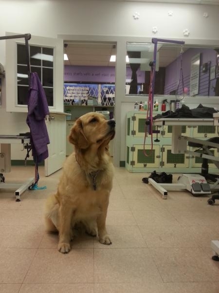 Images 4 Paws Grooming