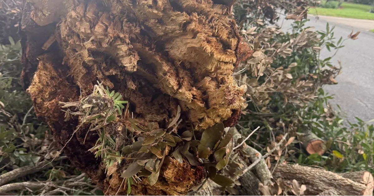 My Florida Tree Guys Image