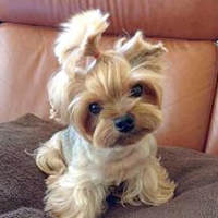 واد+ينيك+اخته Bostic Veterinary Hospital coupons and savings, 5269 Challedon Dr ...