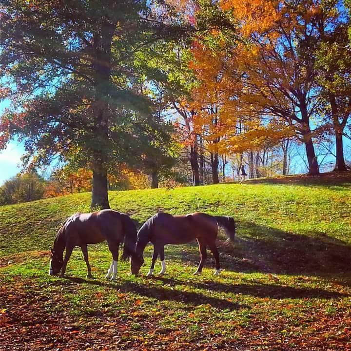 Pleasant View Horse Supply