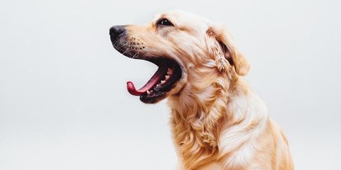 3 Tips For Maintaining Pet Dental Health