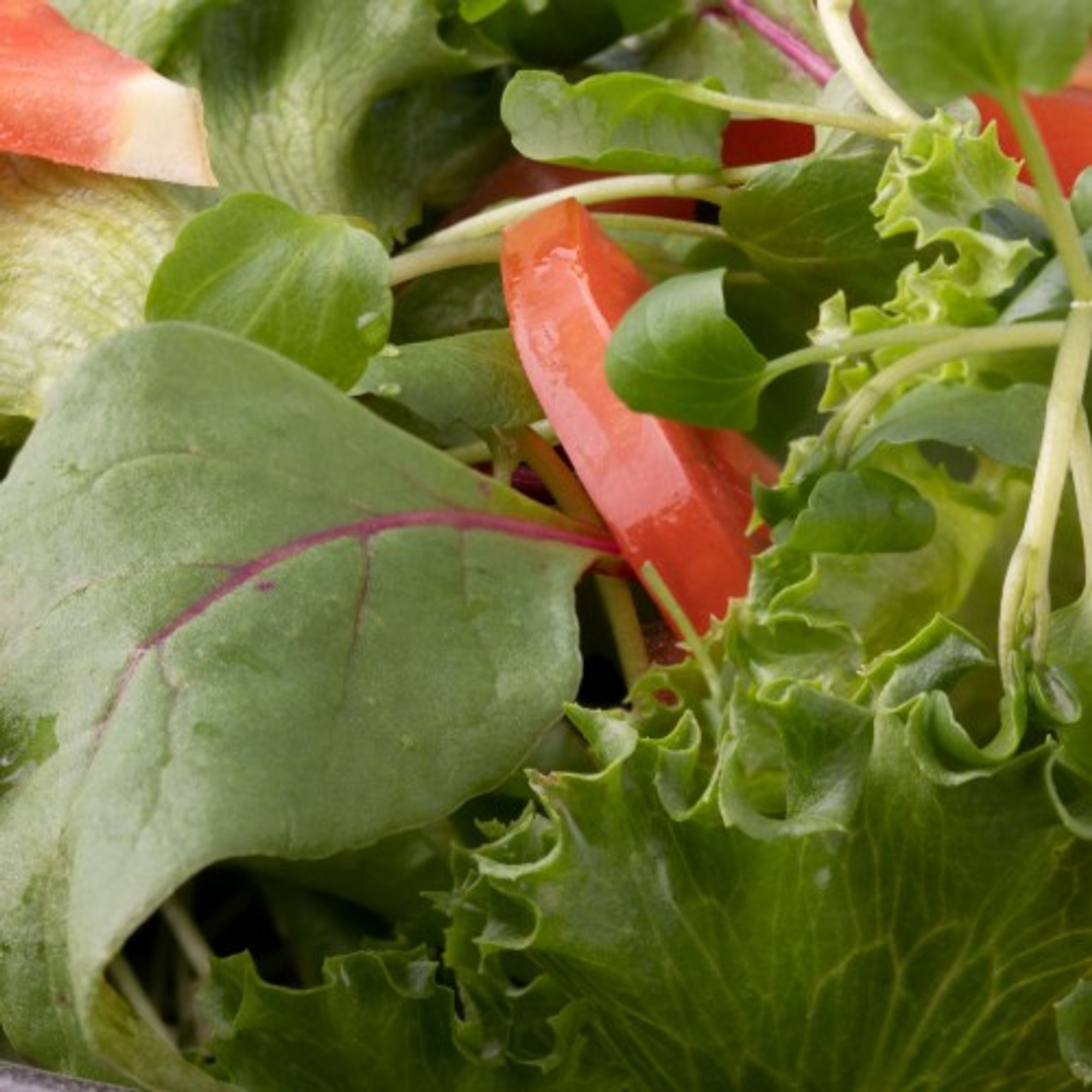 Garden Salad
