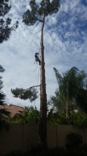 TDR Tree Services Photo