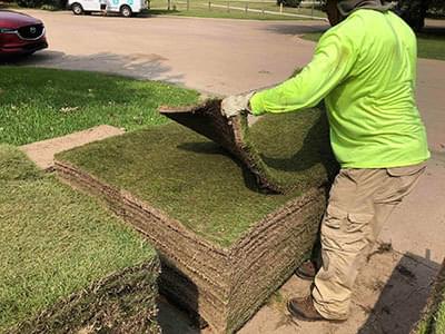 Zoysia Sod Photo