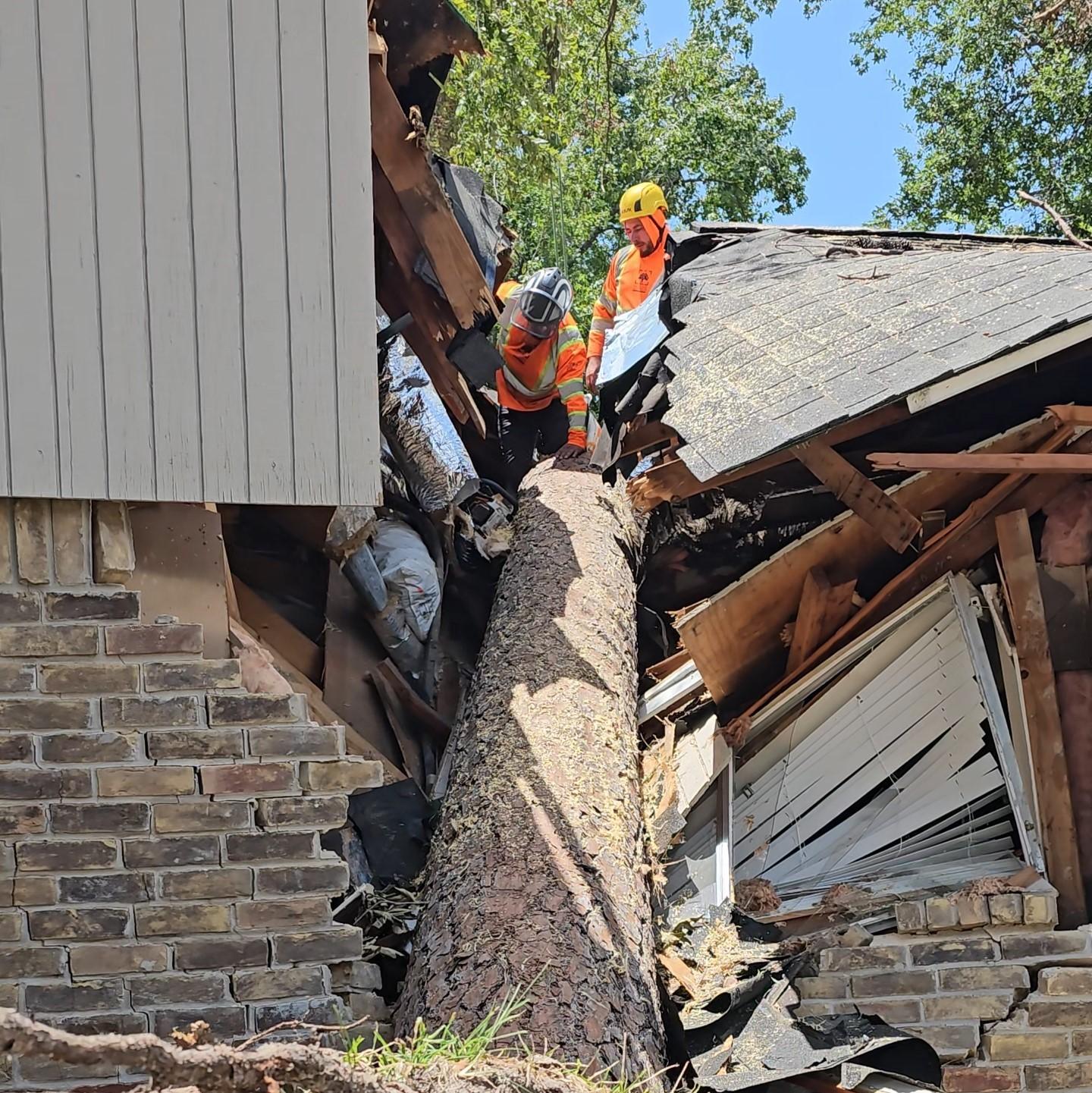 Skyline Tree Experts Image