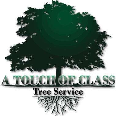 A Touch of Class Tree Service
