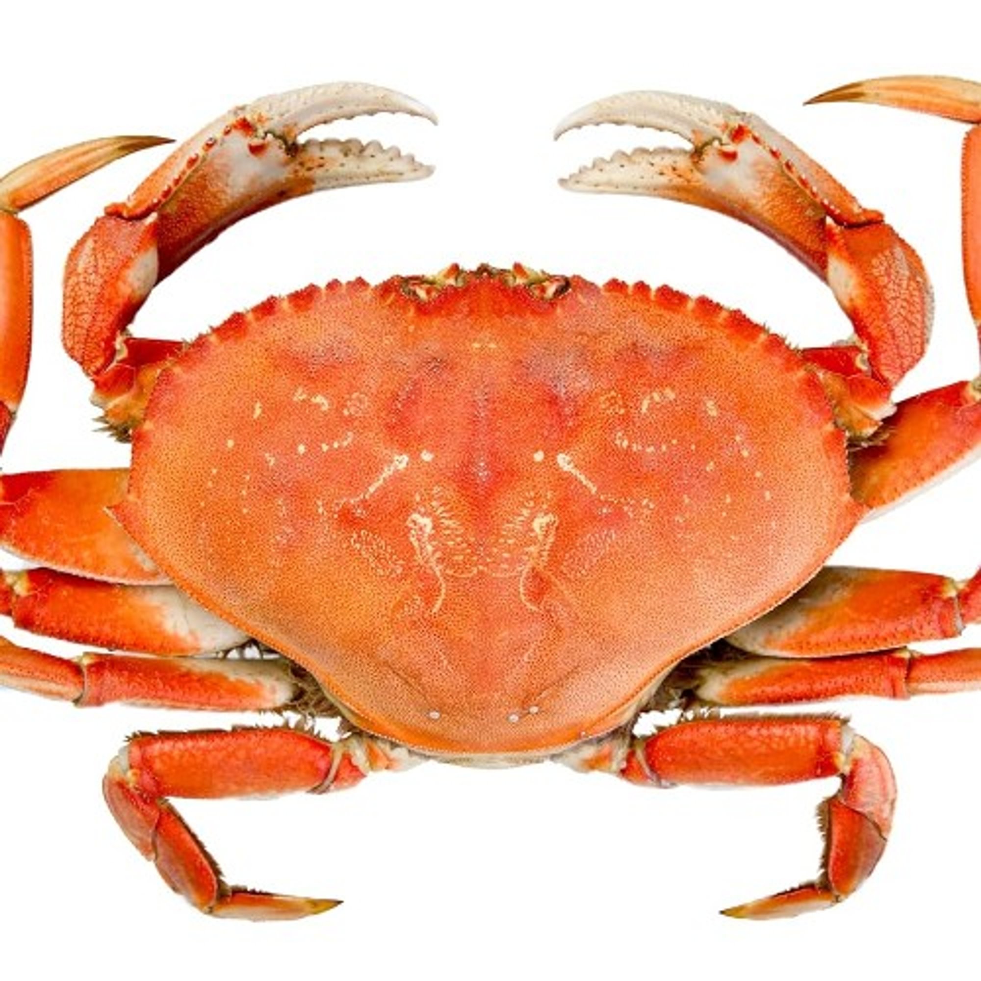 Dungeness Crab / Cua