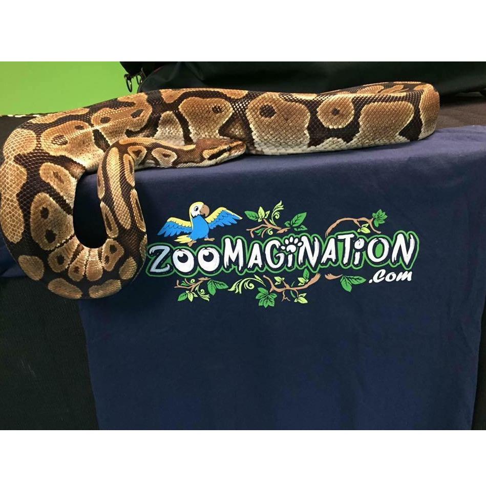 Zoomagination Logo