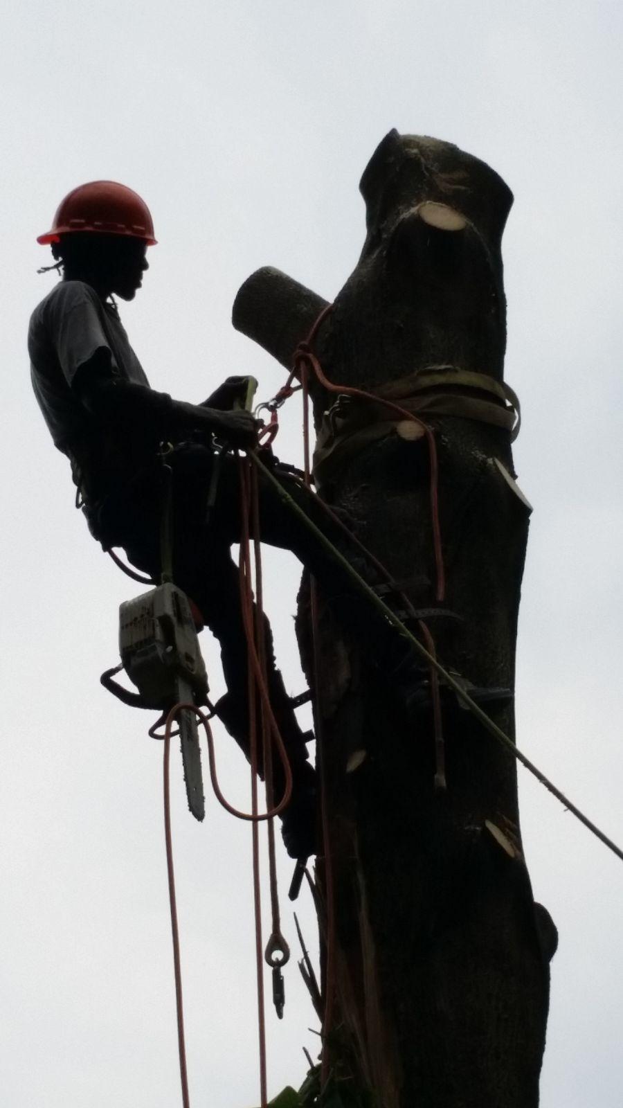 Keil Tree Experts Inc Image