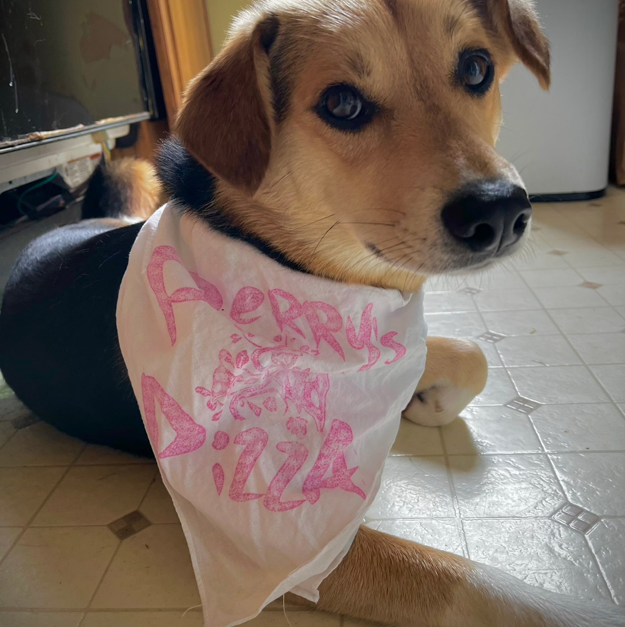 Doggy Bandana