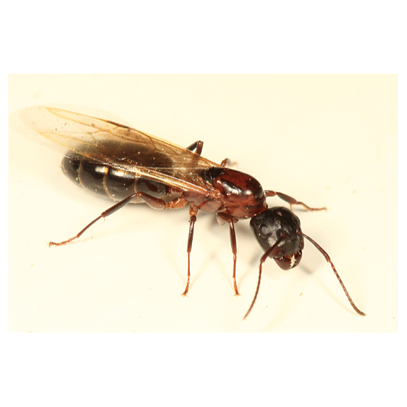 Ktown Pest Solutions