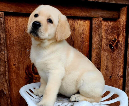 Yellow Lab Puppies