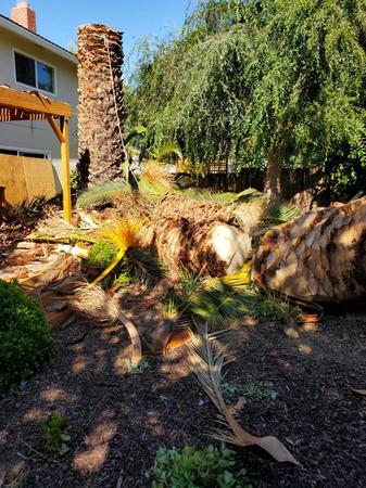 Tree service in San Jose, CA. Tree service in San Jose, CA.