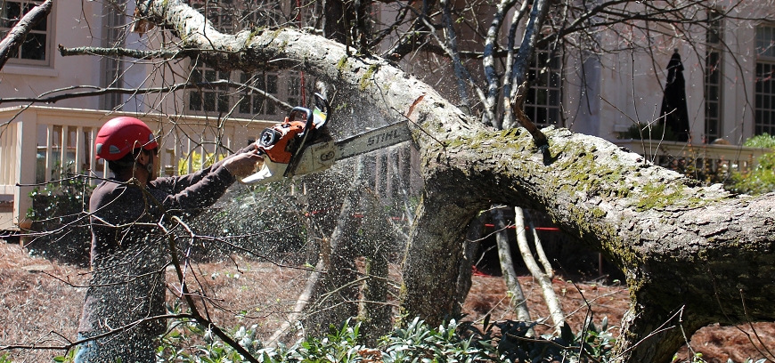 Tree Service Marietta Photo