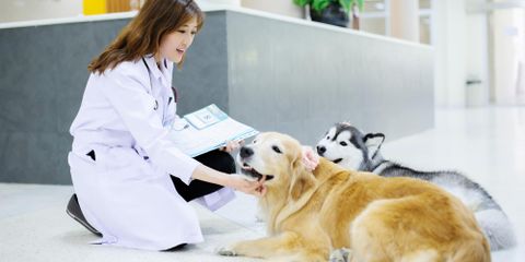 5 Ways to Help Your Dog Relax Before a Vet Exam