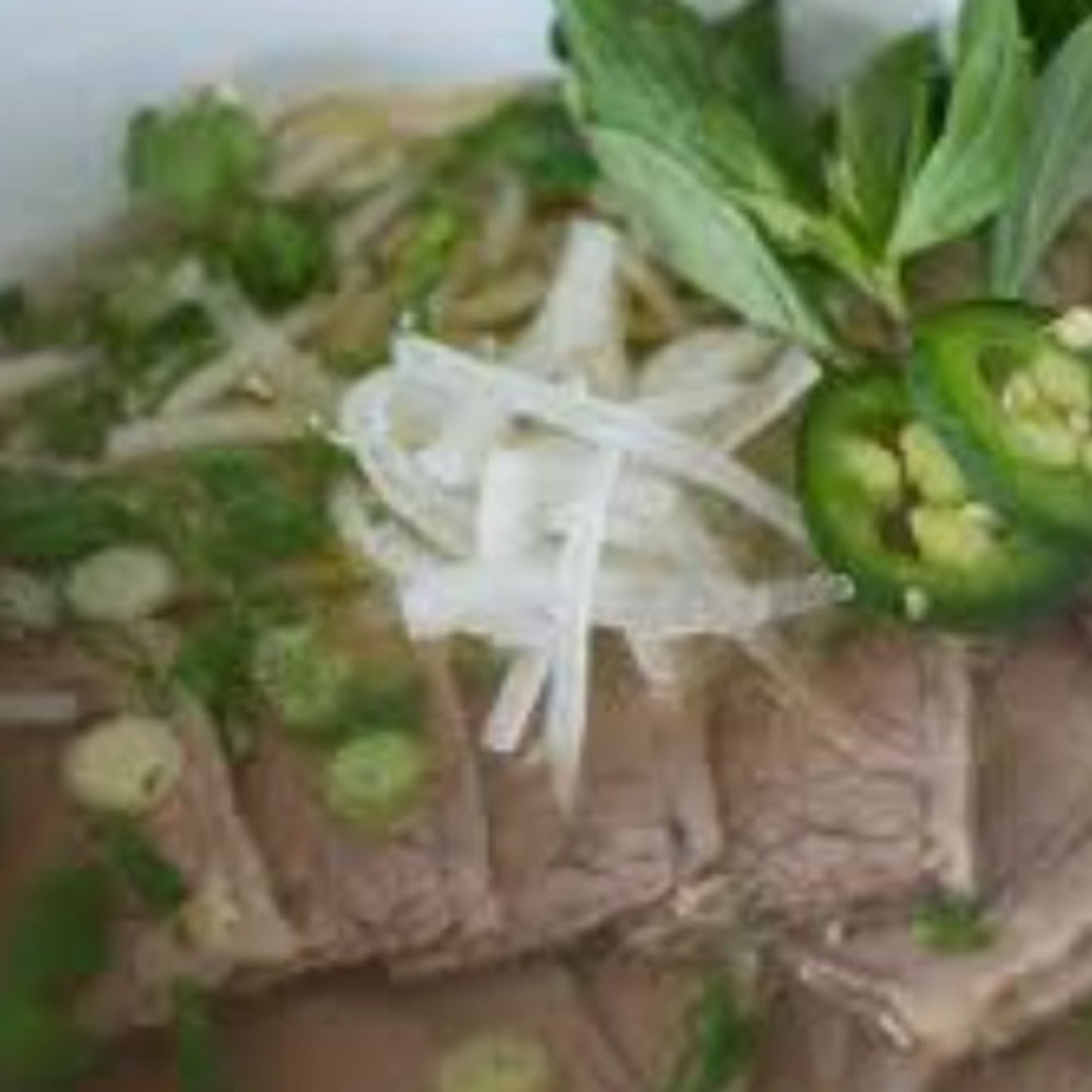 Noodle with Brisket - Pho Chin