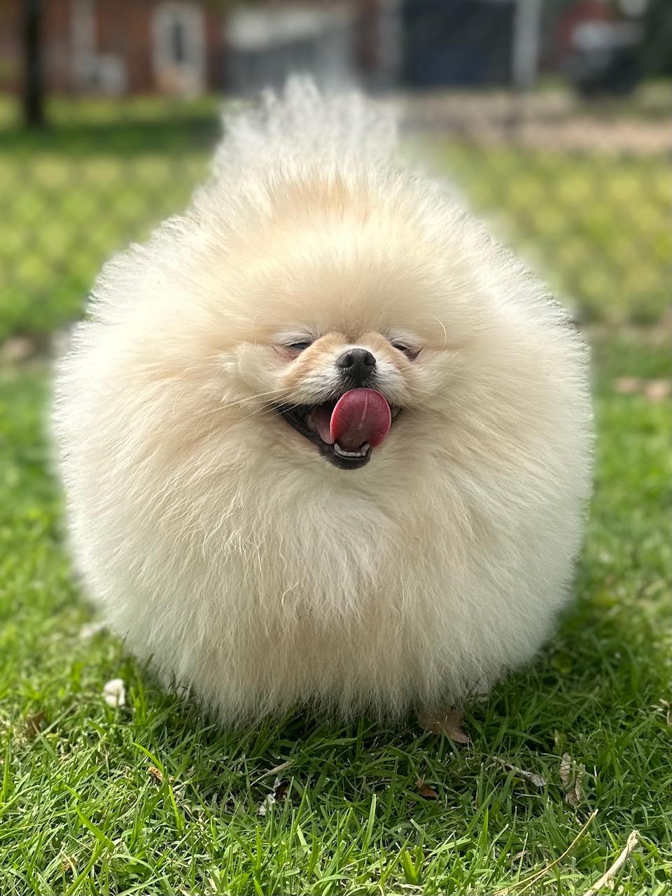 Belle House Pomeranians Image