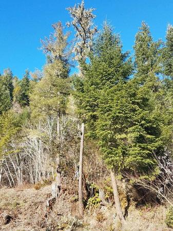 Images Tim's Tree Removal And Services LLC