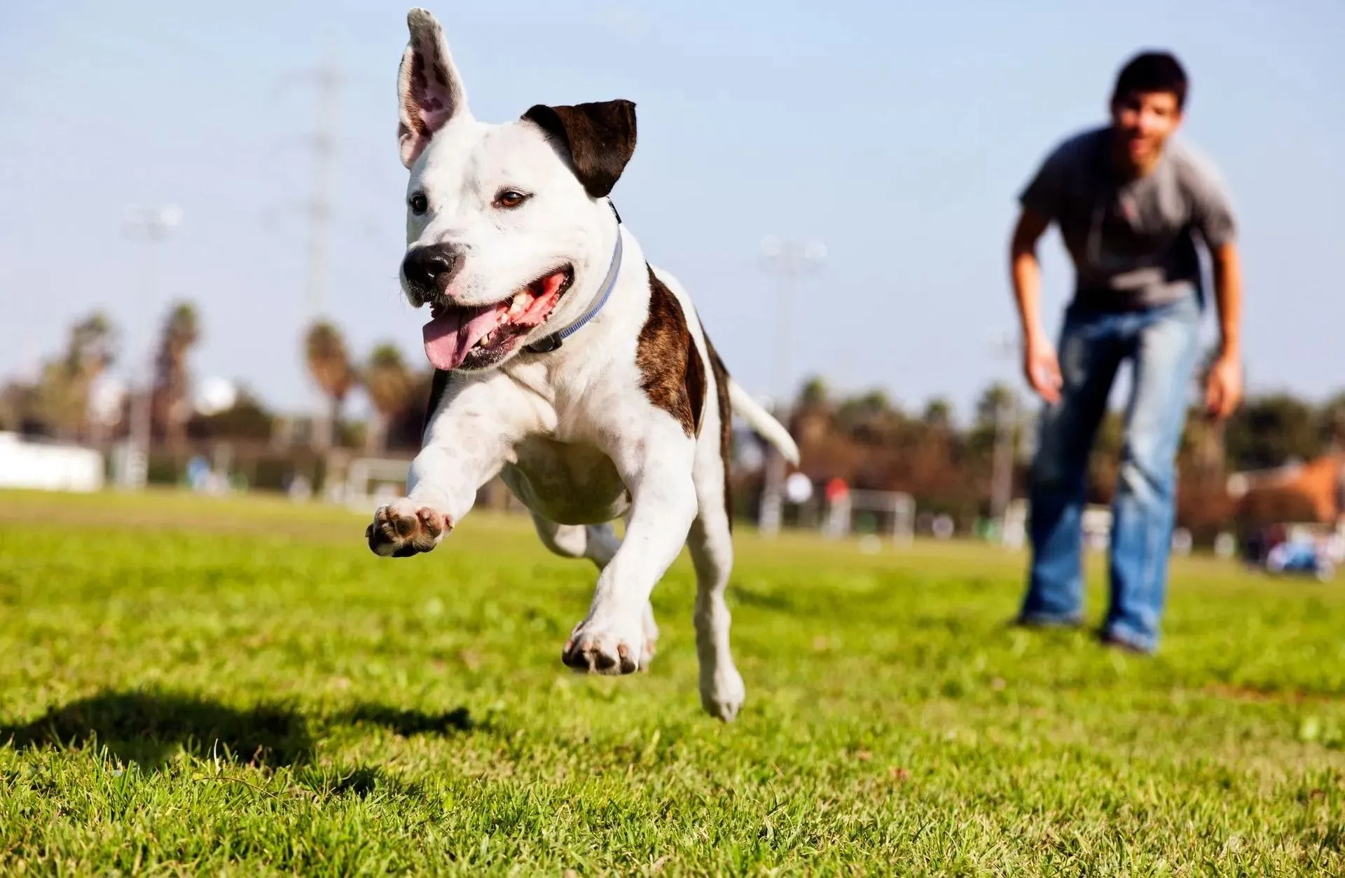 Emergency Vet Clinic