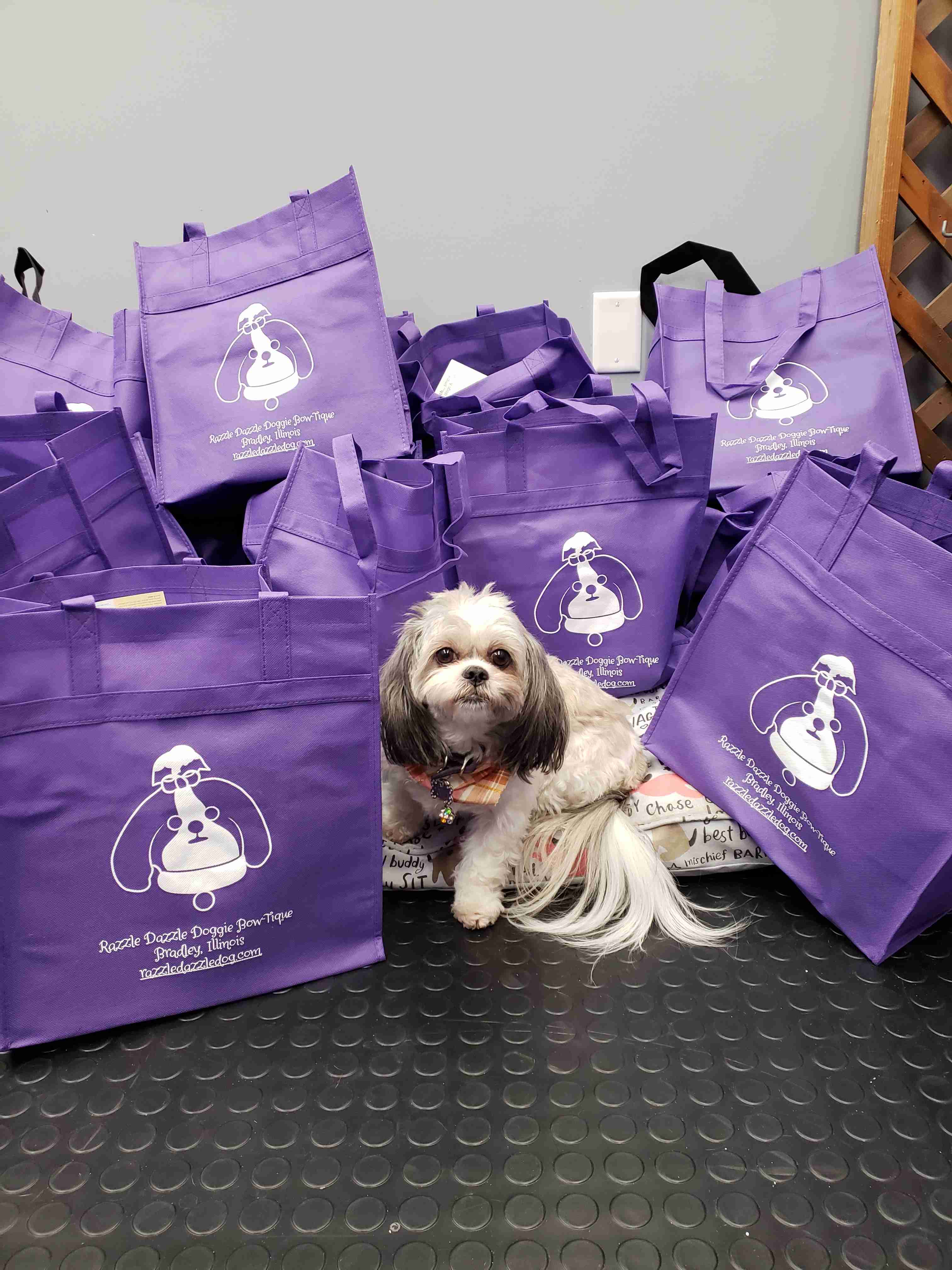 dog head halter australia