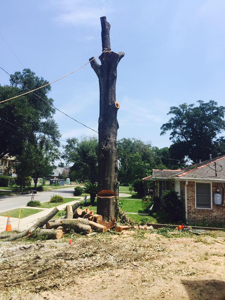 Louisiana Tree Company LLC Image