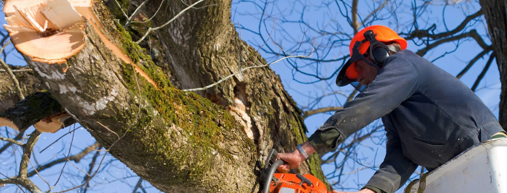 Full-Service Tree Care