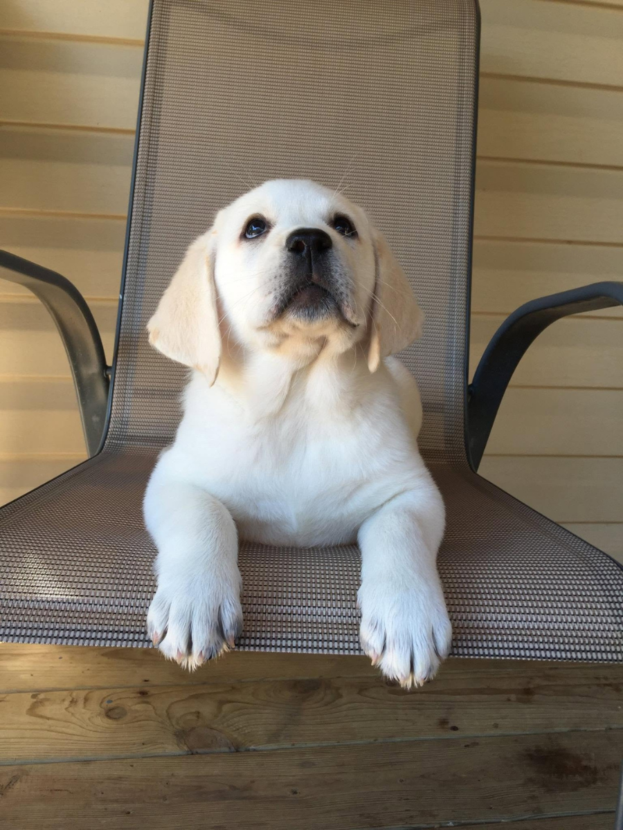 Yellow Lab Puppies
