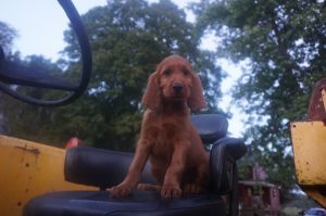 Irish Setter Puppies