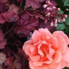 3 Dogs &amp; a Girl Logo