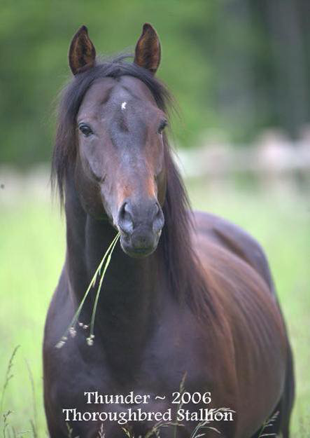 Countryside Equine Veterinary Service Photo