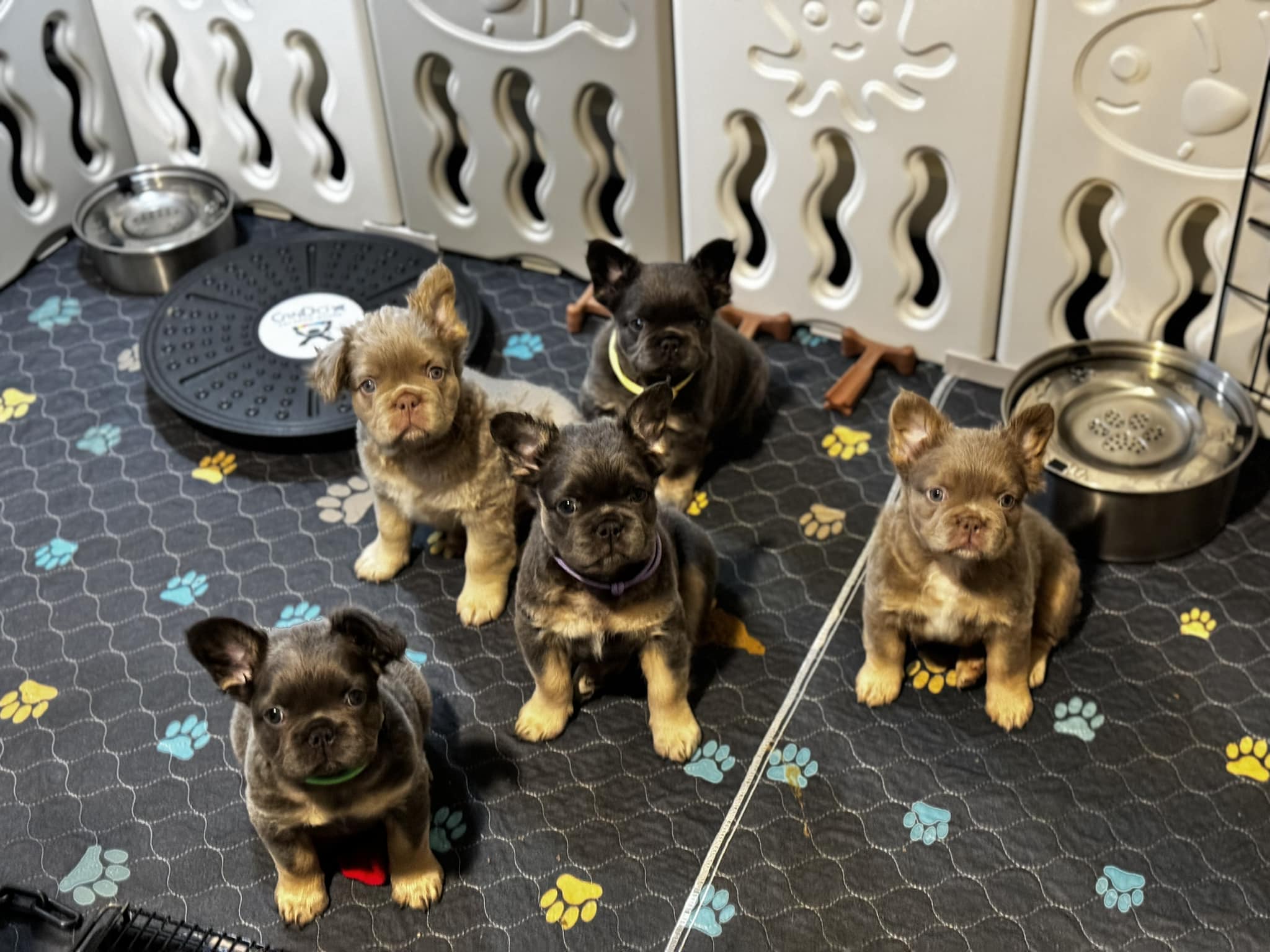 Wild Blue French Bulldogs Image