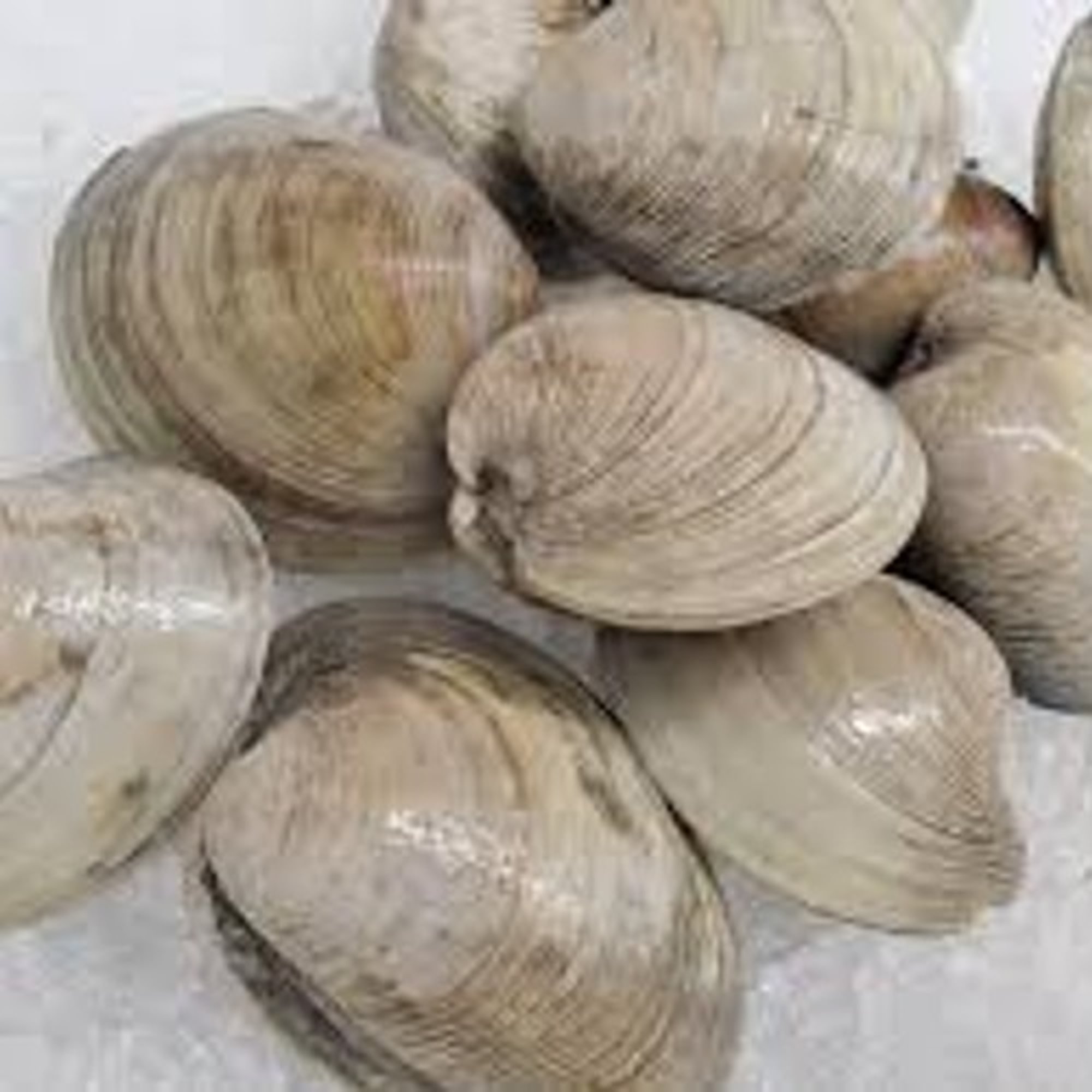 Little Neck Clams