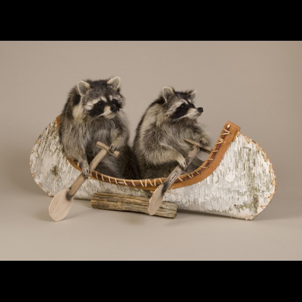 World Class Taxidermy! Double Canoeing  Racoon